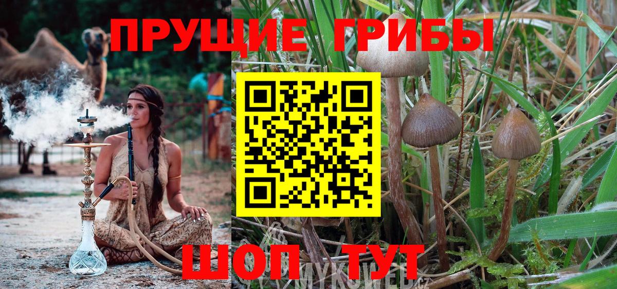 Псилоцибиновые грибы Cubensis Полевской